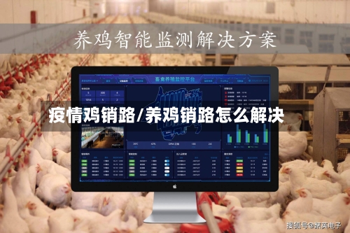 疫情鸡销路/养鸡销路怎么解决