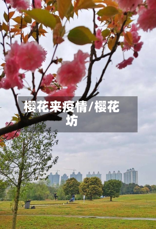 樱花来疫情/樱花坊-第2张图片