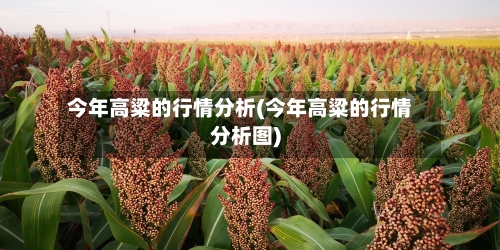 今年高粱的行情分析(今年高粱的行情分析图)-第2张图片