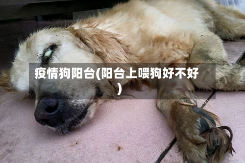疫情狗阳台(阳台上喂狗好不好)