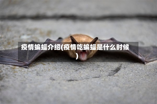 疫情蝙蝠介绍(疫情吃蝙蝠是什么时候)-第3张图片
