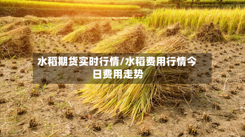 水稻期货实时行情/水稻费用行情今日费用走势