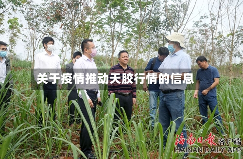 关于疫情推动天胶行情的信息