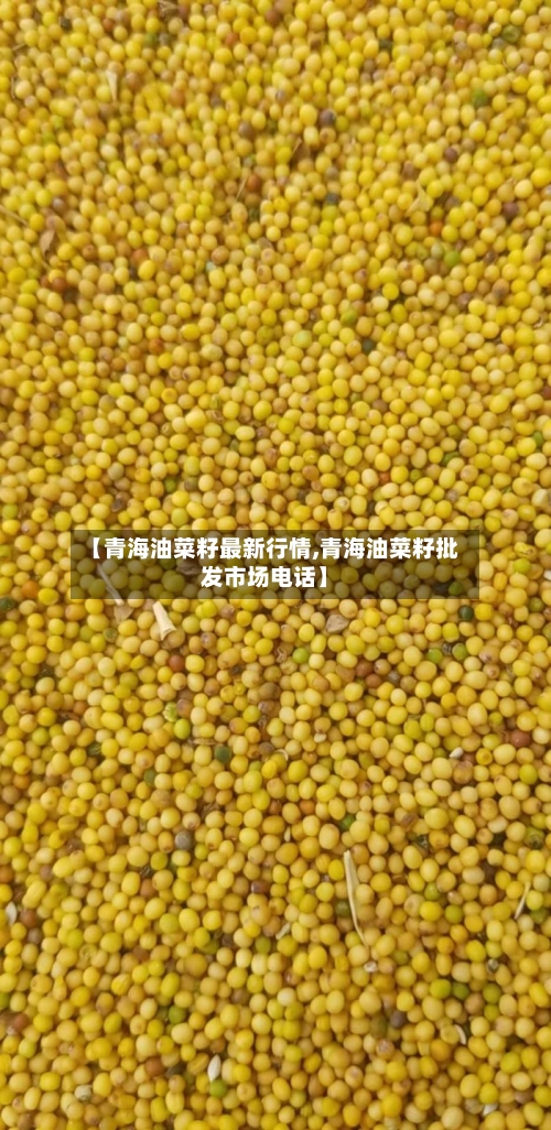 【青海油菜籽最新行情,青海油菜籽批发市场电话】