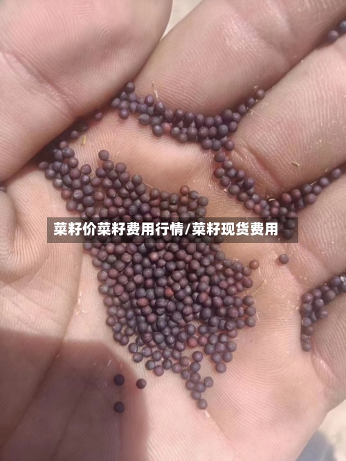 菜籽价菜籽费用行情/菜籽现货费用-第2张图片