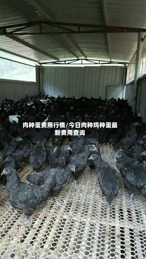 肉种蛋费用行情/今日肉种鸡种蛋最新费用查询-第3张图片