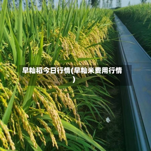 早籼稻今日行情(早籼米费用行情)
