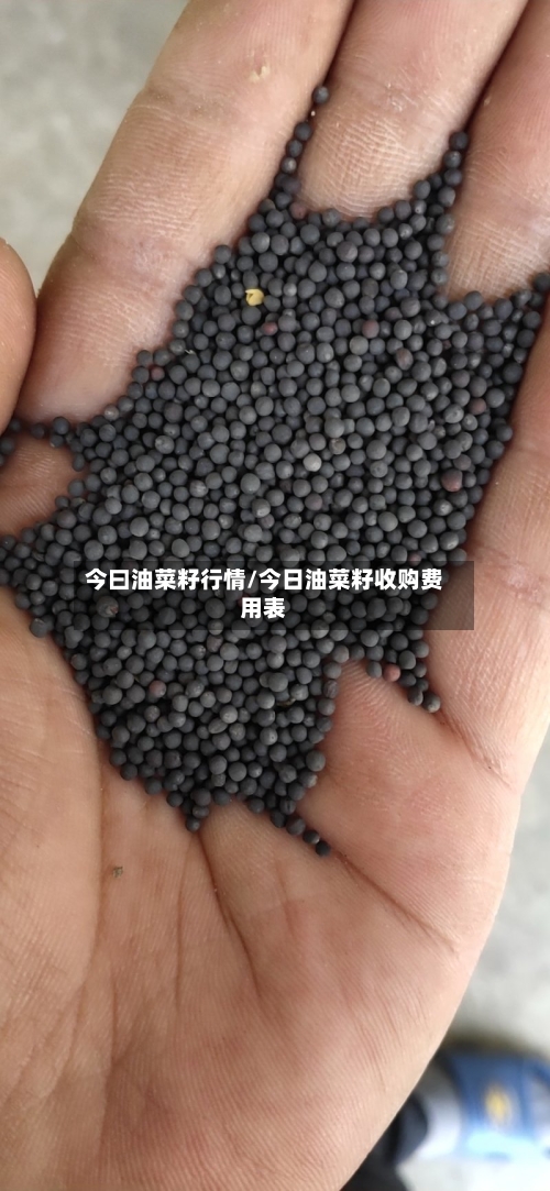 今曰油菜籽行情/今日油菜籽收购费用表-第2张图片