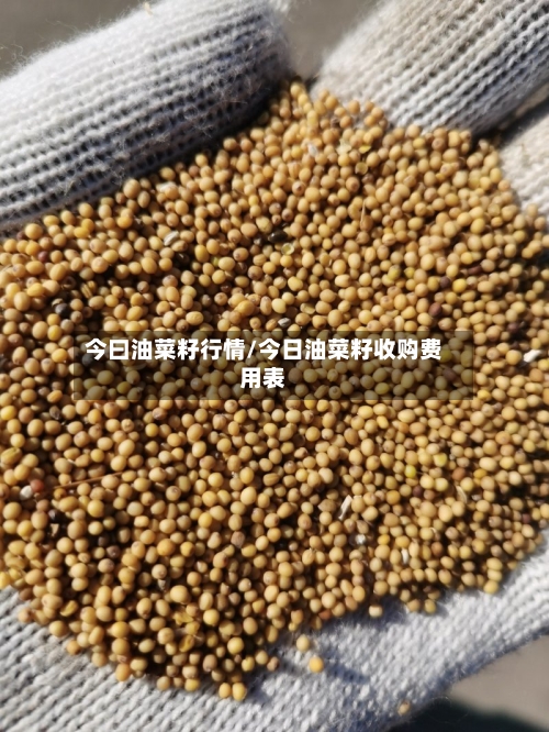 今曰油菜籽行情/今日油菜籽收购费用表