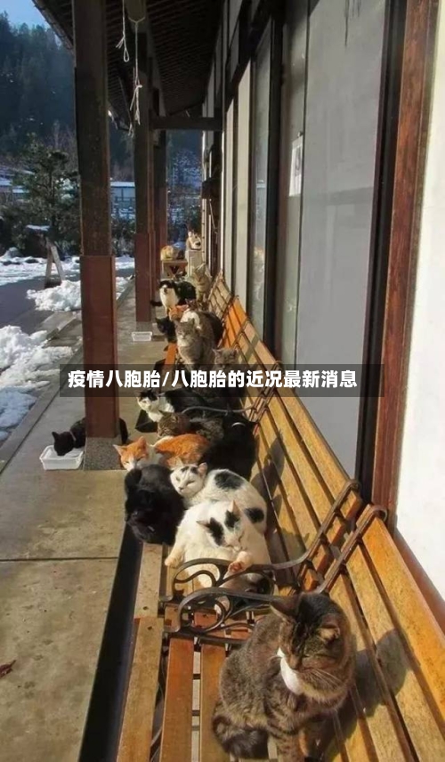 疫情八胞胎/八胞胎的近况最新消息