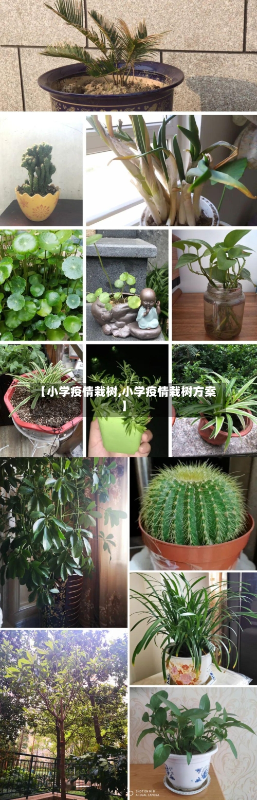 【小学疫情栽树,小学疫情栽树方案】-第3张图片