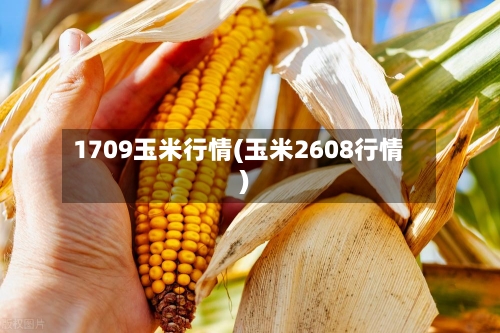 1709玉米行情(玉米2608行情)