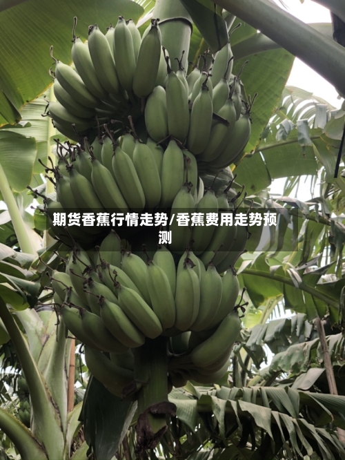 期货香蕉行情走势/香蕉费用走势预测