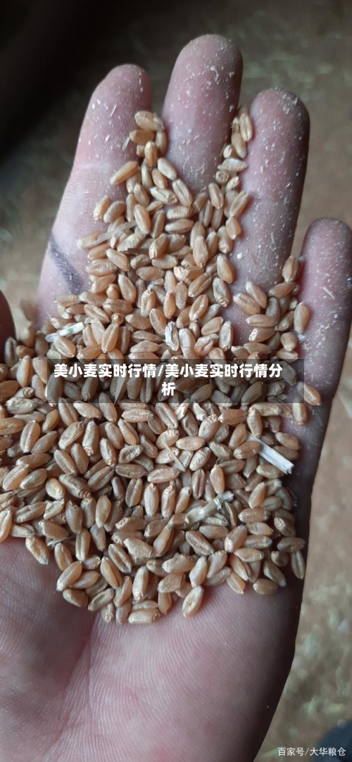美小麦实时行情/美小麦实时行情分析-第2张图片