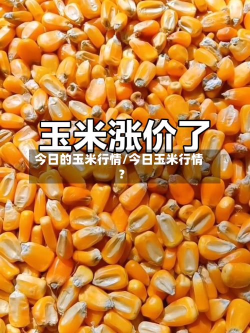今日的玉米行情/今日玉米行情?