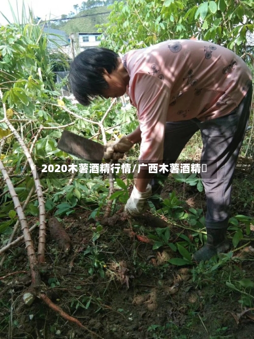 2020木薯酒精行情/广西木薯酒精廠-第2张图片