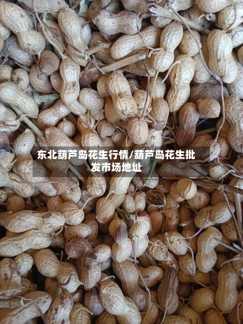 东北葫芦岛花生行情/葫芦岛花生批发市场地址