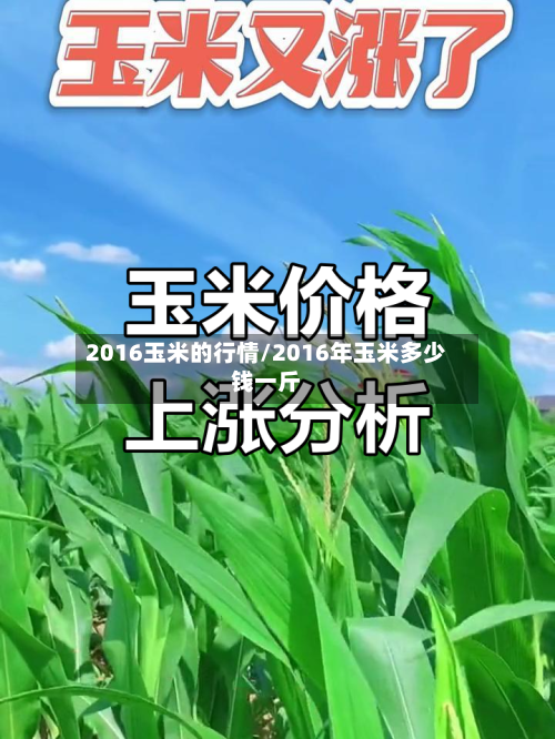 2016玉米的行情/2016年玉米多少钱一斤-第2张图片