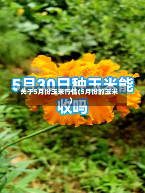 关于5月份玉米行情(5月份的玉米)