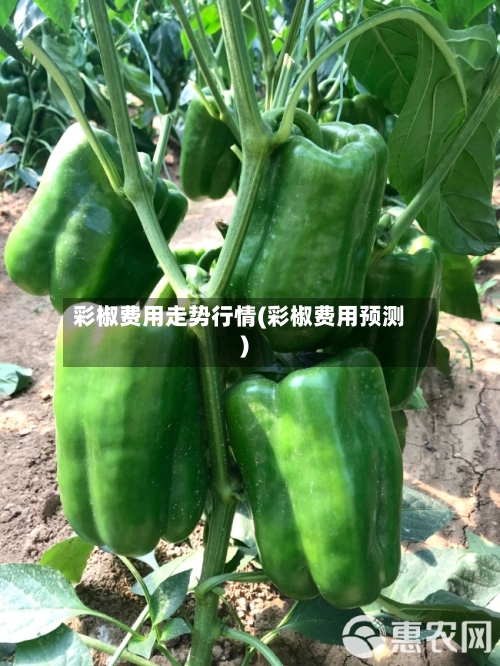 彩椒费用走势行情(彩椒费用预测)