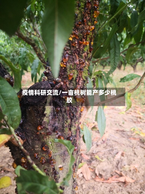 疫情科研交流/一亩桃树能产多少桃胶
