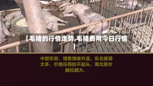 【毛猪的行情走势,毛猪费用今日行情】-第2张图片