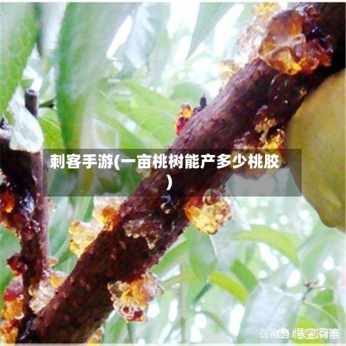 刺客手游(一亩桃树能产多少桃胶)