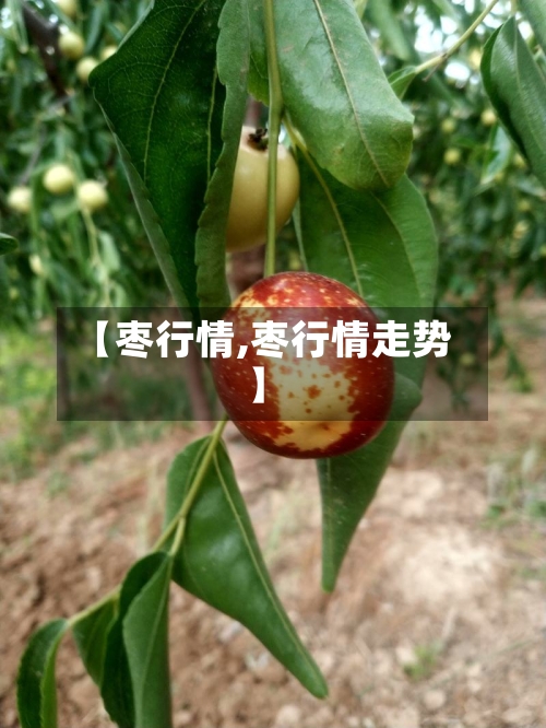【枣行情,枣行情走势】