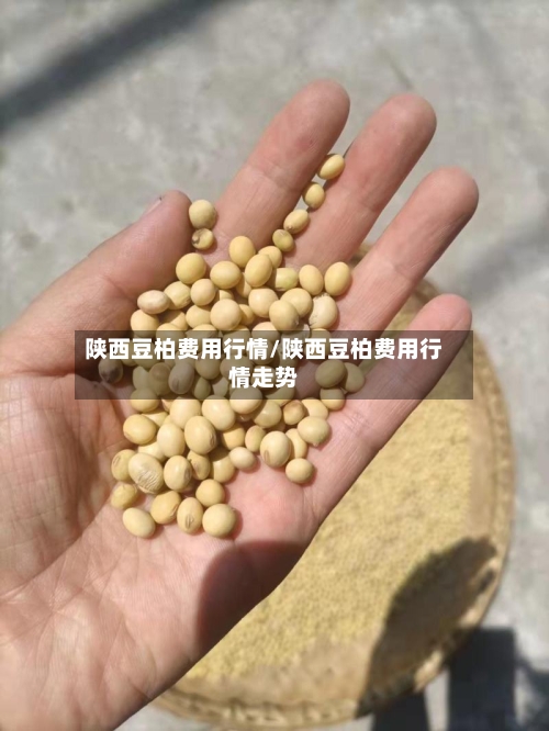 陕西豆柏费用行情/陕西豆柏费用行情走势-第3张图片