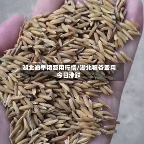 湖北油早稻费用行情/湖北稻谷费用今日涨跌-第2张图片