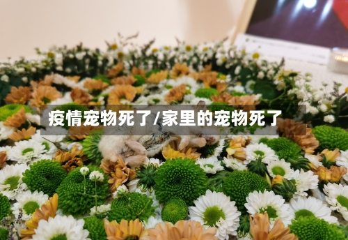 疫情宠物死了/家里的宠物死了-第2张图片