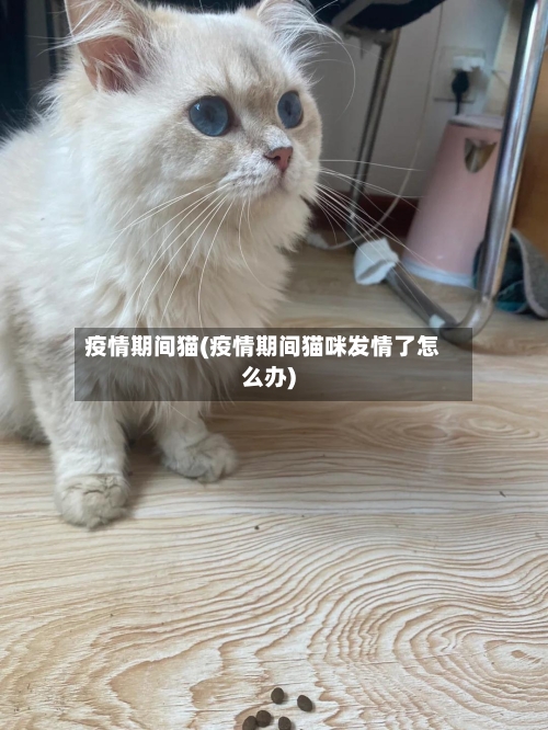 疫情期间猫(疫情期间猫咪发情了怎么办)