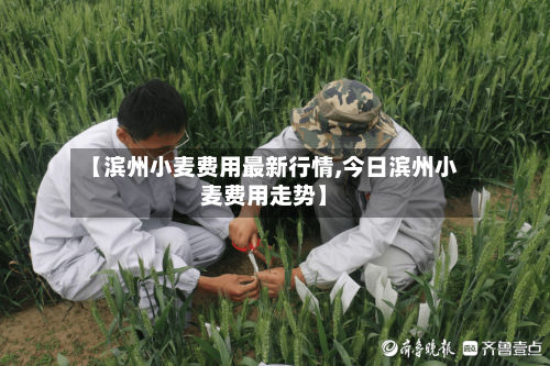 【滨州小麦费用最新行情,今日滨州小麦费用走势】