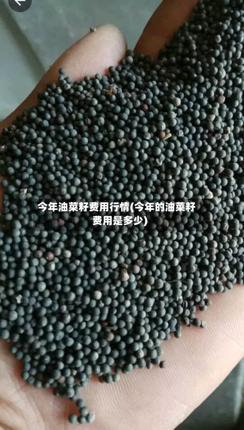 今年油菜籽费用行情(今年的油菜籽费用是多少)-第3张图片