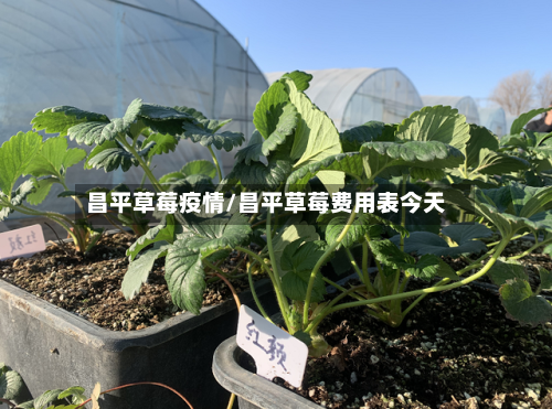 昌平草莓疫情/昌平草莓费用表今天-第2张图片