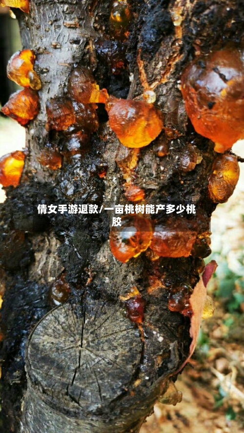 倩女手游退款/一亩桃树能产多少桃胶