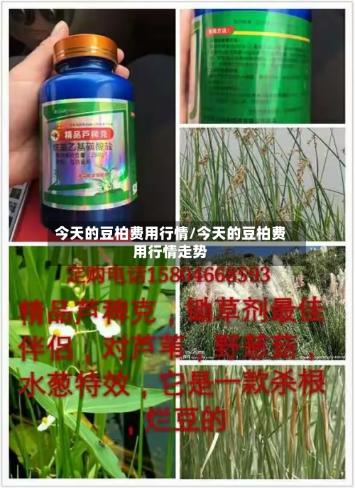 今天的豆柏费用行情/今天的豆柏费用行情走势