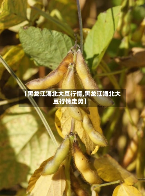 【黑龙江海北大豆行情,黑龙江海北大豆行情走势】-第2张图片