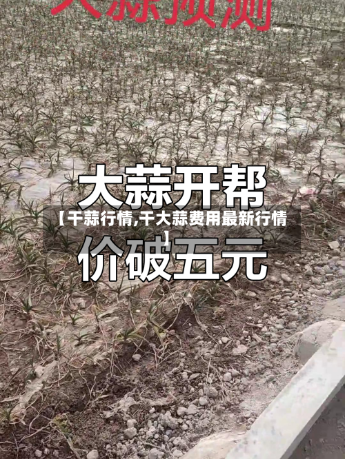 【干蒜行情,干大蒜费用最新行情】-第2张图片