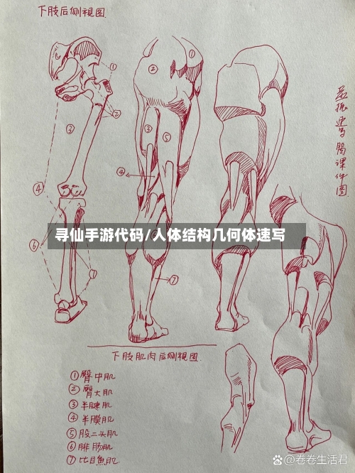 寻仙手游代码/人体结构几何体速写