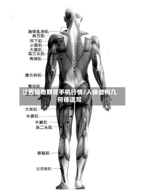 江西瑞奇期货手机行情/人体结构几何体速写-第2张图片