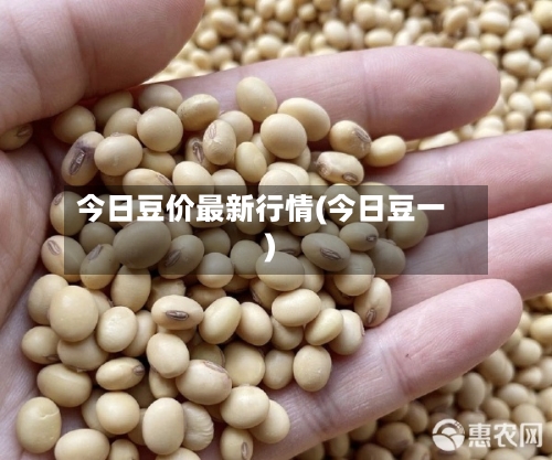 今日豆价最新行情(今日豆一)