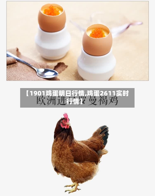【1901鸡蛋明日行情,鸡蛋2611实时行情】