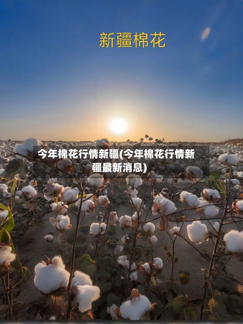 今年棉花行情新疆(今年棉花行情新疆最新消息)