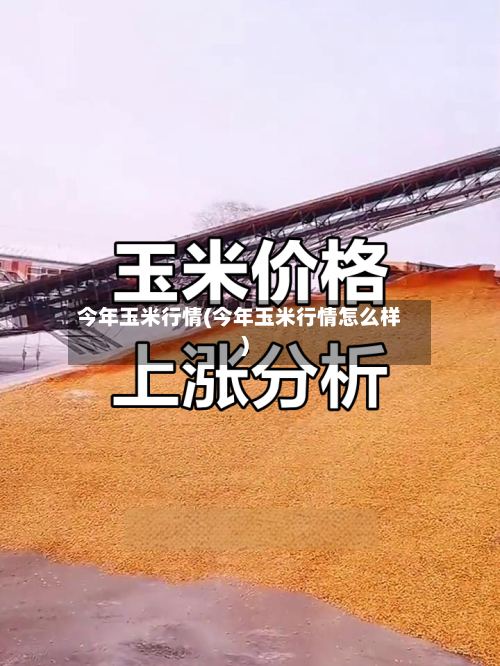 今年玉米行情(今年玉米行情怎么样)