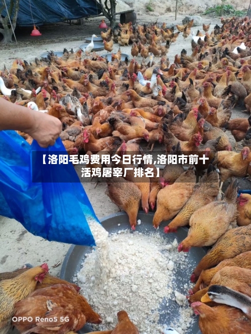 【洛阳毛鸡费用今日行情,洛阳市前十活鸡屠宰厂排名】-第2张图片