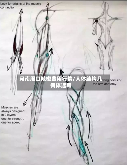河南周口辣椒费用行情/人体结构几何体速写-第2张图片
