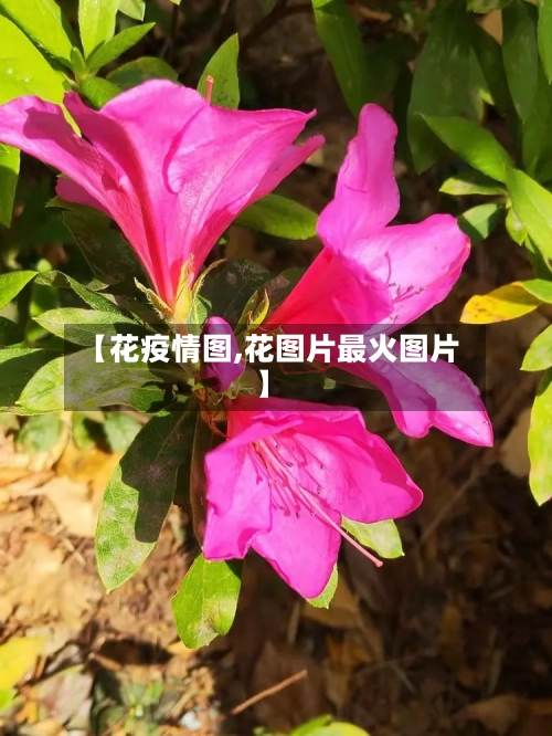 【花疫情图,花图片最火图片】