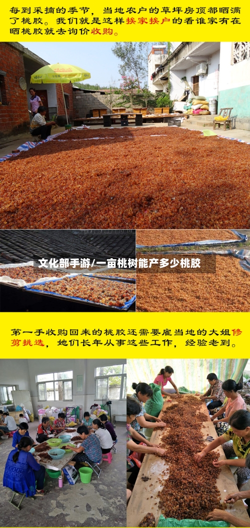 文化部手游/一亩桃树能产多少桃胶-第2张图片