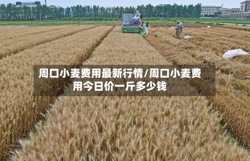 周口小麦费用最新行情/周口小麦费用今日价一斤多少钱